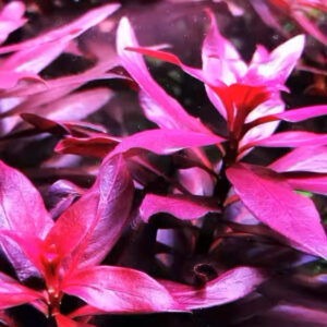 大紅葉 Ludwigia glandulosa