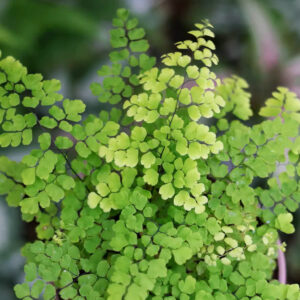 扇葉鐵線蕨 Adiantum flabellulatum L. sp.
