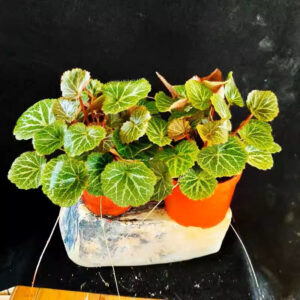姬虎耳 Micro Strawberry Begonia (Saxifraga stolonifera)
