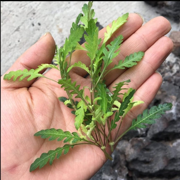 羽裂水蓑衣 Fern Hygrophila (Hygrophila pinnatifida)：圖片 4