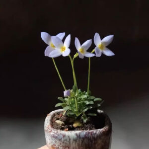 北美藍花耳草 Houstonia caerulea
