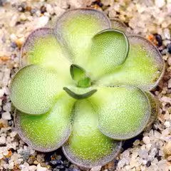 圓切捕蟲堇 Pinguicula cyclosecta