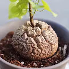 南非龜甲龍 Hottentot bread (Dioscorea elephantipes):圖片 3