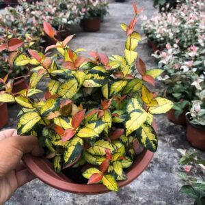 絡石 Summer Sunset Jasmine (Trachelospermum asiaticum)