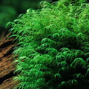 鳳尾莫斯 Fissidens nobilis (Phoenix Moss)