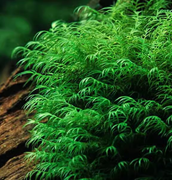鳳尾莫斯 Fissidens nobilis (Phoenix Moss)