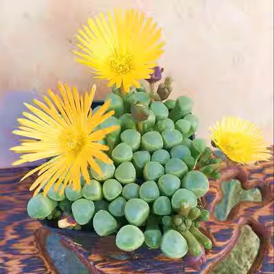 五十鈴玉 Baby toes (Fenestraria aurantiaca) (直徑4-6cm)：圖片 3