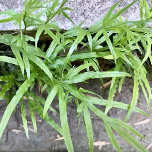 鳳尾草/井欄鳳尾蕨 Pteris multifida