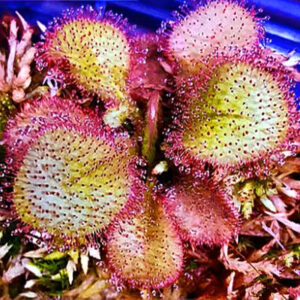 仙女座毛氈苔茅膏菜 Drosera cv. 'Andromeda'