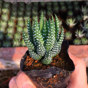 鷹爪 十二卷屬 Haworthia reinwardtii