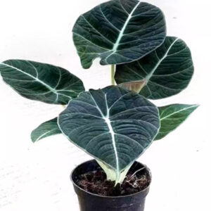 黑天鵝絨海芋 Alocasia reginula 'Black Velvet'