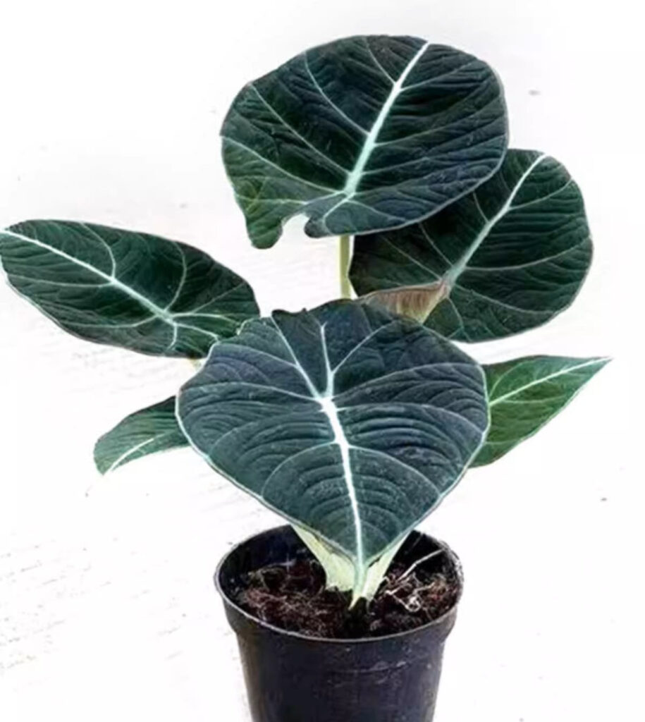 黑天鵝絨海芋 Alocasia reginula 'Black Velvet'