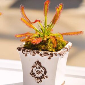 好望角毛氈苔茅膏菜 Drosera capensis (Cape sundew)