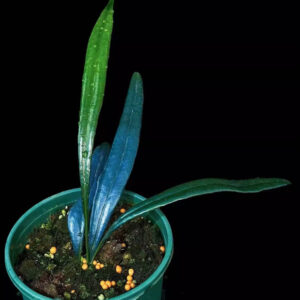 反光藍蕨 Blue Oil Fern (Microsorum thailandicum)
