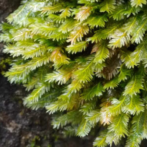 大鳳尾蘚 Phoenix Moss (Fissidens nobilis)