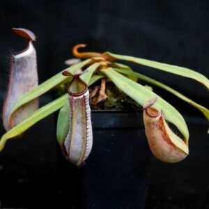 黑白環豬籠草Nepenthes × ventrata 'Black & White'