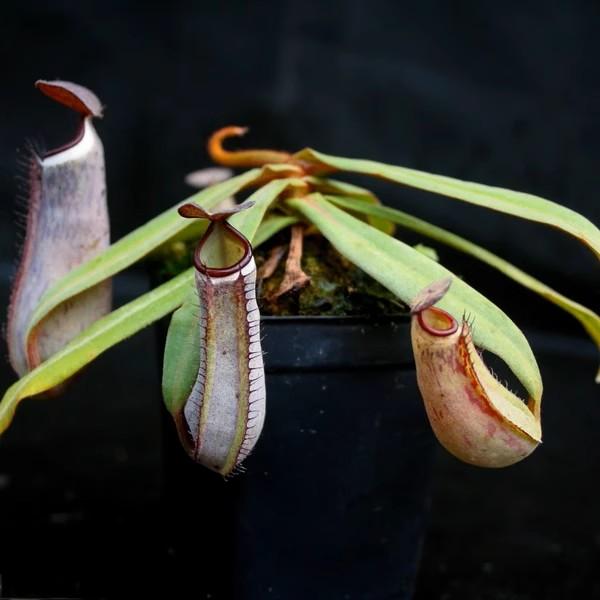 黑白環豬籠草Nepenthes × ventrata 'Black & White'