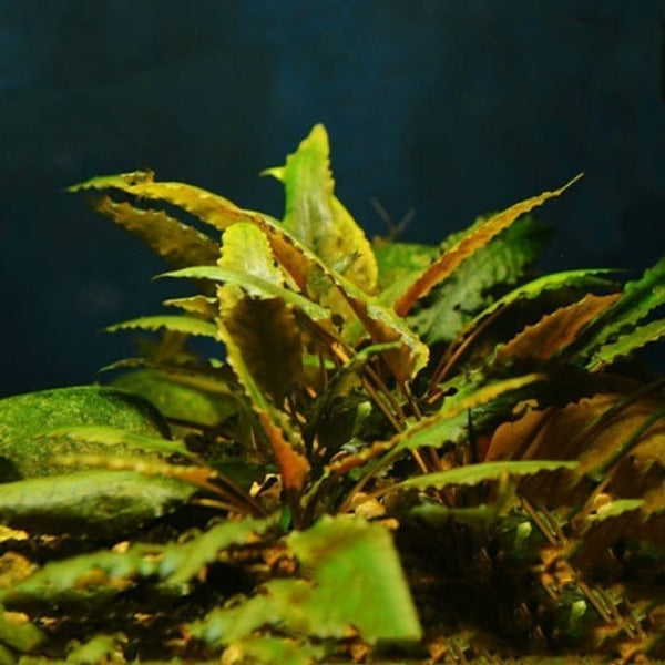 咖啡椒草 Cryptocoryne beckettii petchii