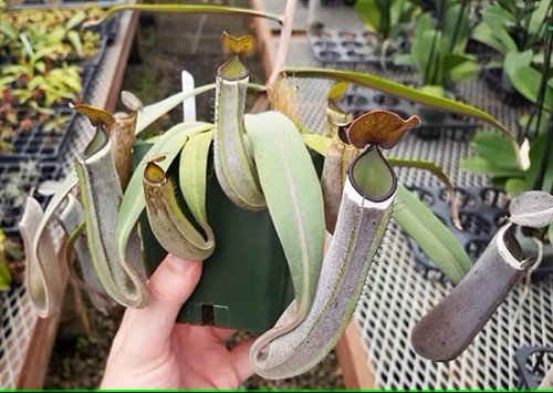 黑白環豬籠草Nepenthes × ventrata 'Black & White':圖片 4