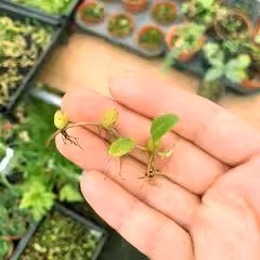 石豆蘭 Bulbophyllum Thouars：圖片 2