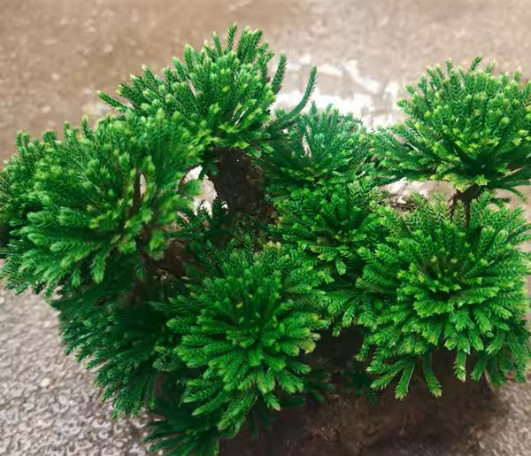 九死還魂草墊狀卷柏 Selaginella pulvinata：圖片 3