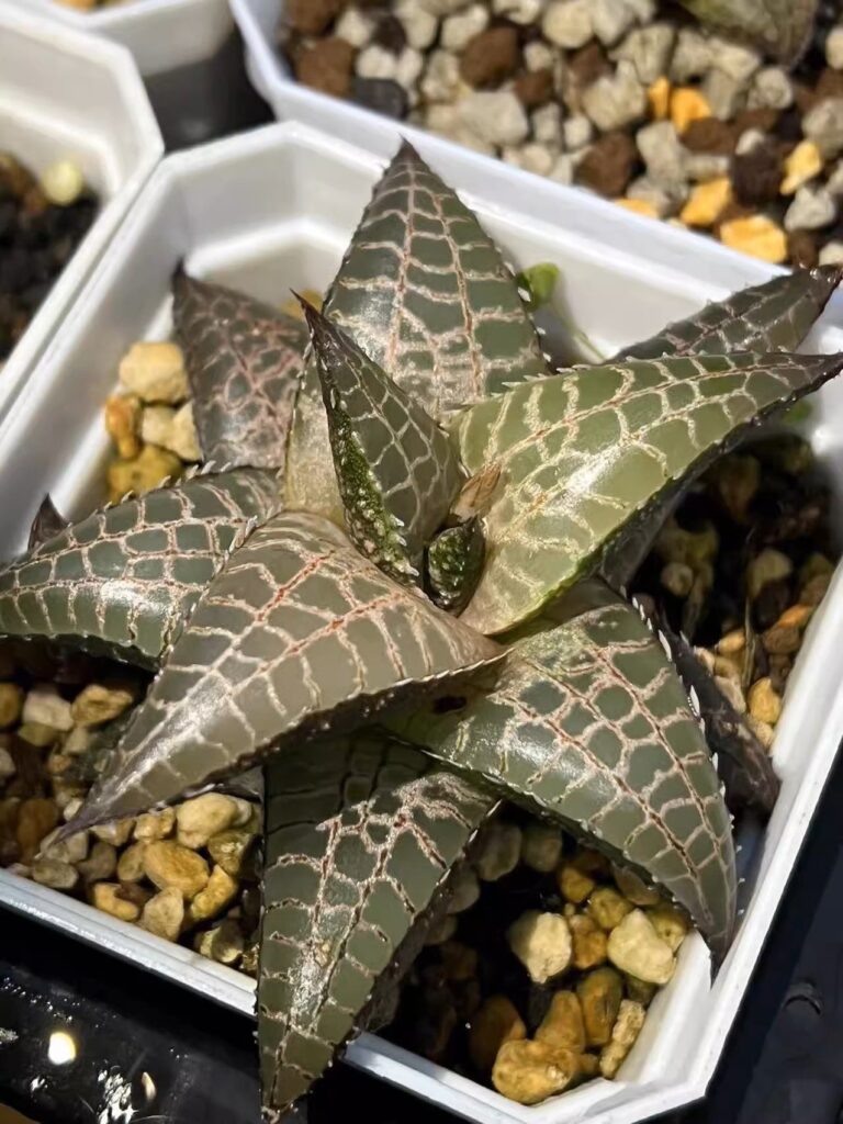 十二卷屬龍鱗 Venstertjie Haworthia venosa ssp. tessellata