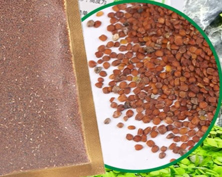 大對葉種子 Bacopa caroliniana seeds：圖片 3