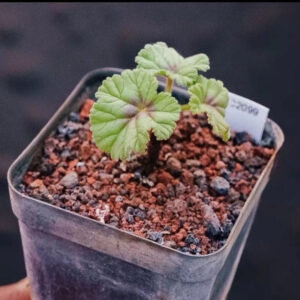 香葉洋葵 Pelargonium dolomiticum