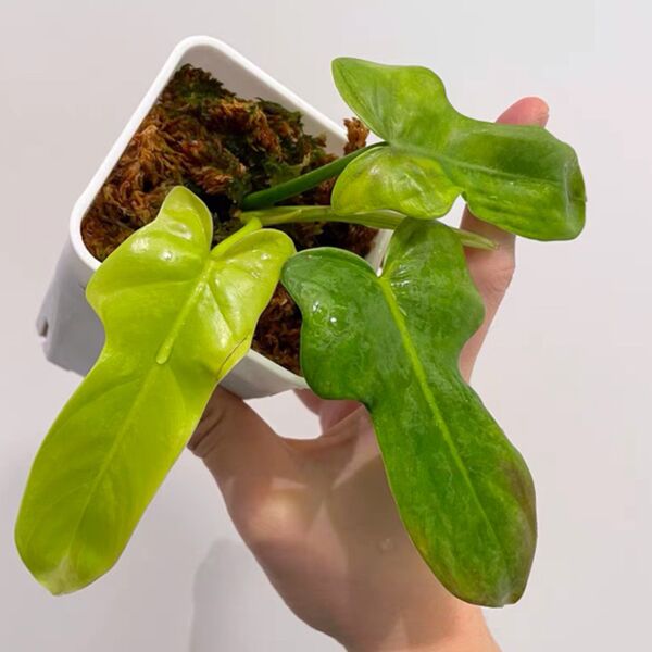 金色小提琴蔓綠絨 Philodendron Bipennifolium