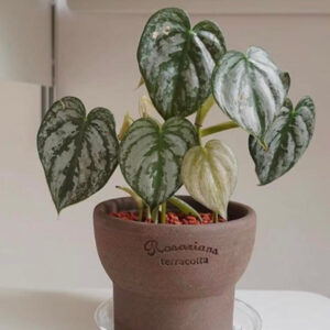 白蘭地蔓綠絨 Philodendron Brandtianum