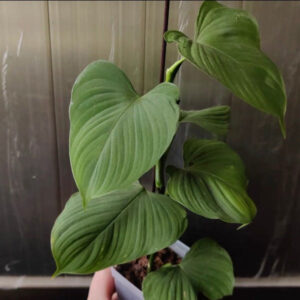 秘魯蔓綠絨 (Philodendron fibraecatafyllum)