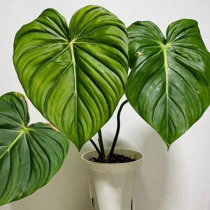 麥克道爾蔓綠絨 Philodendron McDowell