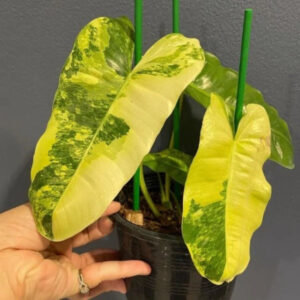 伯樂錦蔓綠絨 Philodendron 'Burle Marx' var.