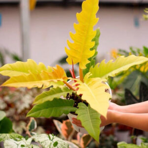 黃金火之戒蔓綠絨 Philodendron 'Golden Crocodile'