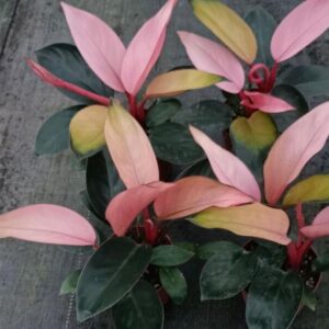 粉刚果蔓绿绒 Philodendron 'Pink Congo' (10-15cm)