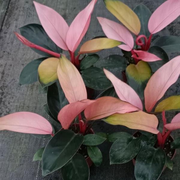 粉刚果蔓绿绒 Philodendron 'Pink Congo' (10-15cm)