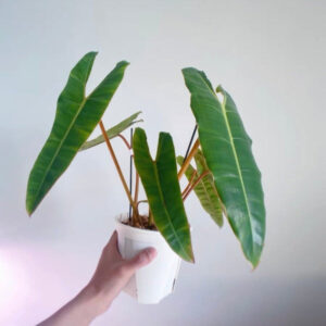 橙柄蔓綠絨 Philodendron billietiae 'Croat'