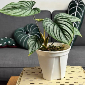 雲錦蔓綠絨 Philodendron mamei