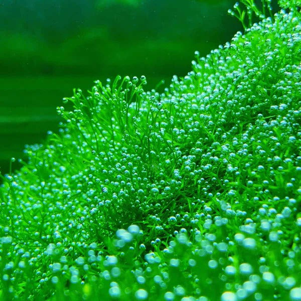 鹿角苔 Riccia fluitans