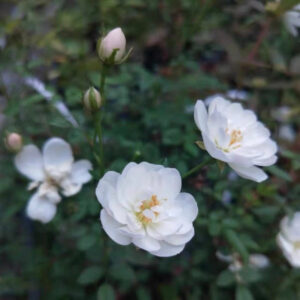 雪球微型月季 Rose Miniature 'Snow Ball'