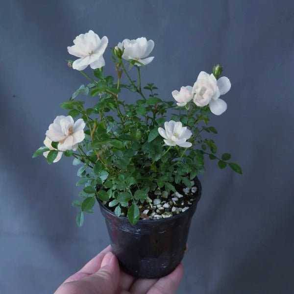 雪球微型月季 Rose Miniature 'Snow Ball'：圖片 2