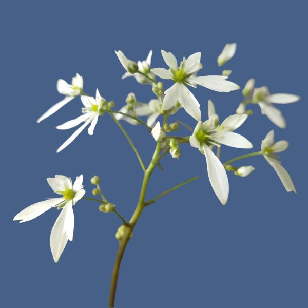 白花大文字草 Saxifraga fortunei 'Alpina'：圖片 2