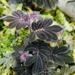 厄瓜多爾雨林茄 Solanum uleanum