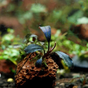 布朗尼辣椒榕 Bucephalandra sp. 'Brownie'