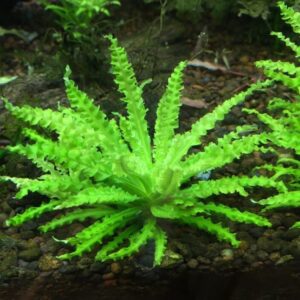 噴泉太陽 Downoi (Pogostemon helferi)