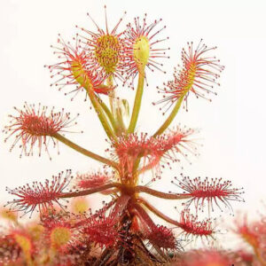 馬達加斯加毛氈苔茅膏菜 Drosera madagascariensis