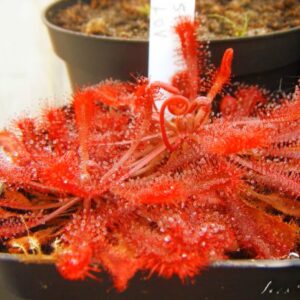 洛弗麗毛氈苔茅膏菜 Drosera lovellae
