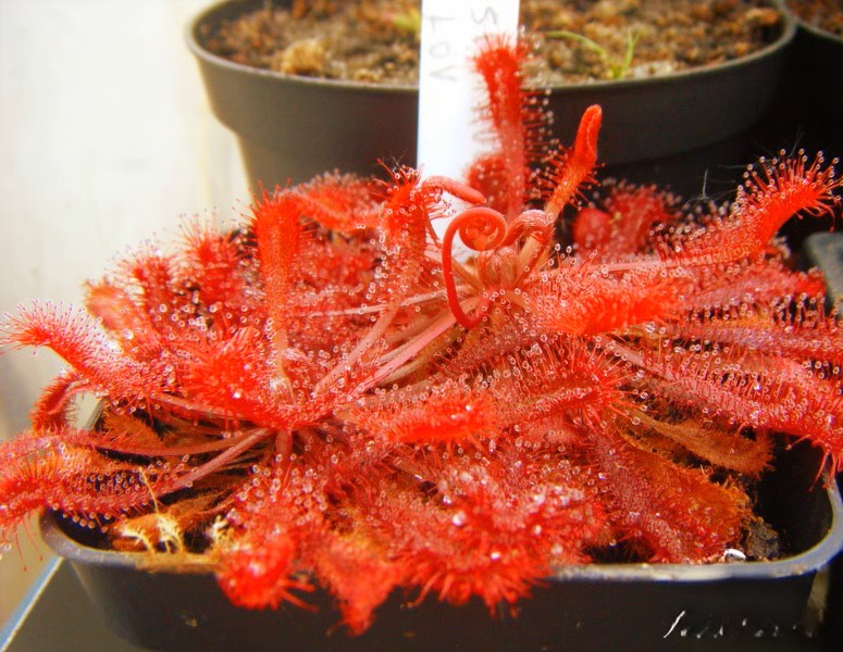 洛弗麗毛氈苔茅膏菜 Drosera lovellae