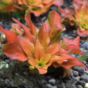 北美丁香 Ludwigia Pilosa (Ludwigia sphaerocarpa)