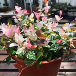 花葉絡石 Tricolor Jasmine (Trachelospermum tricolor)